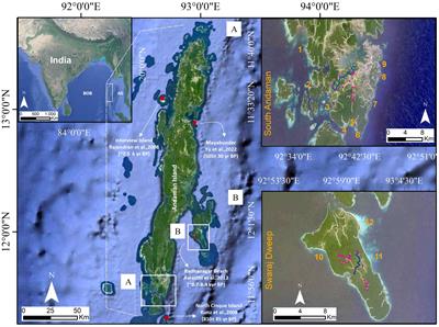 Holocene fringing reef along southern Andaman and Swaraj Dweep shoreline